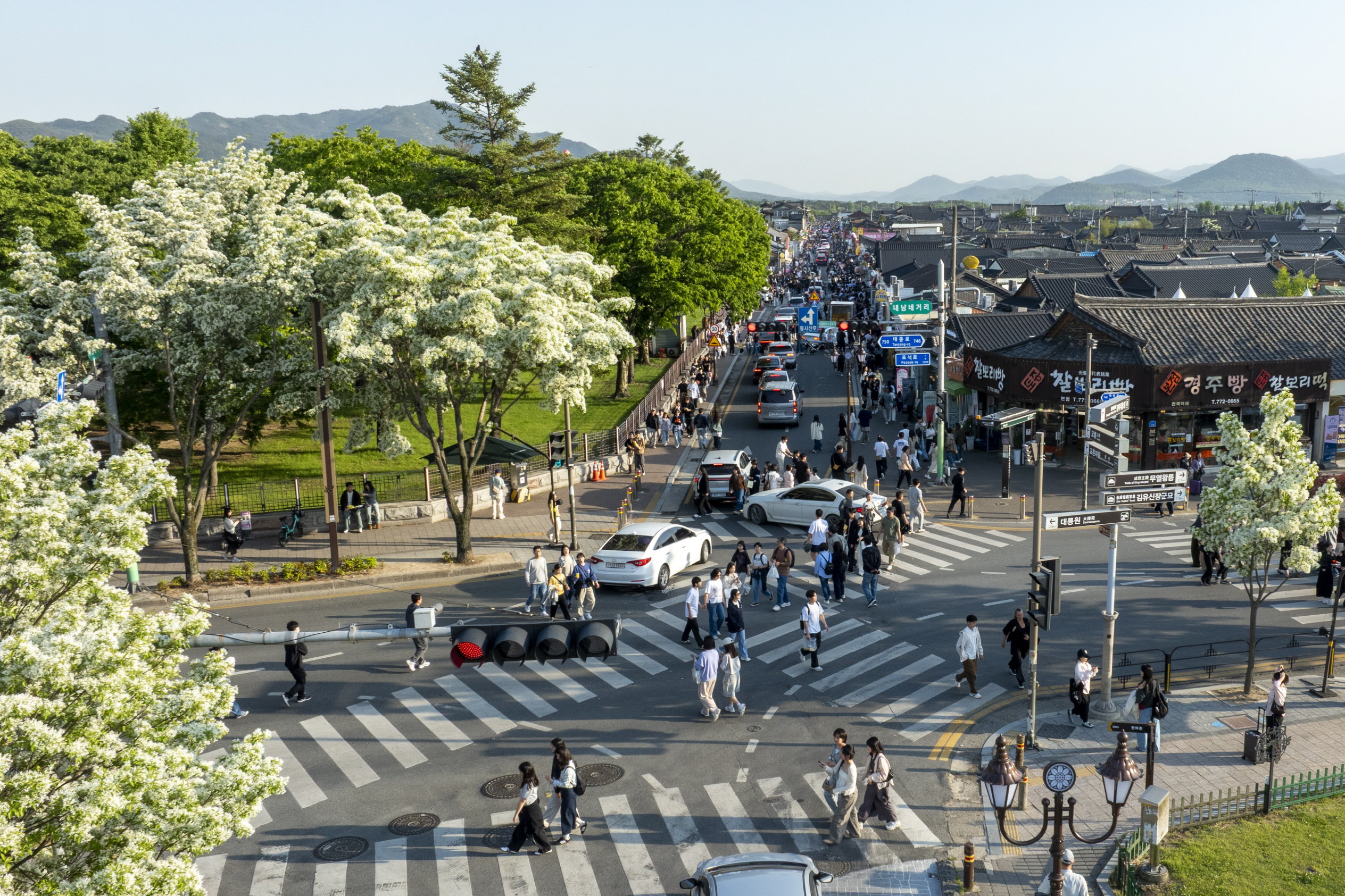 2026년 5월 황리단길의 이팝나무 꽃길과 한옥 거리